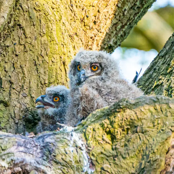 Young owls making eye contact