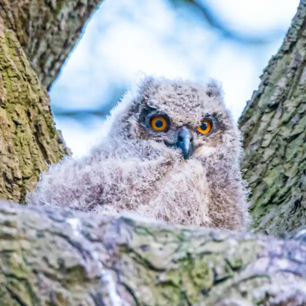 Young owls making eye contact