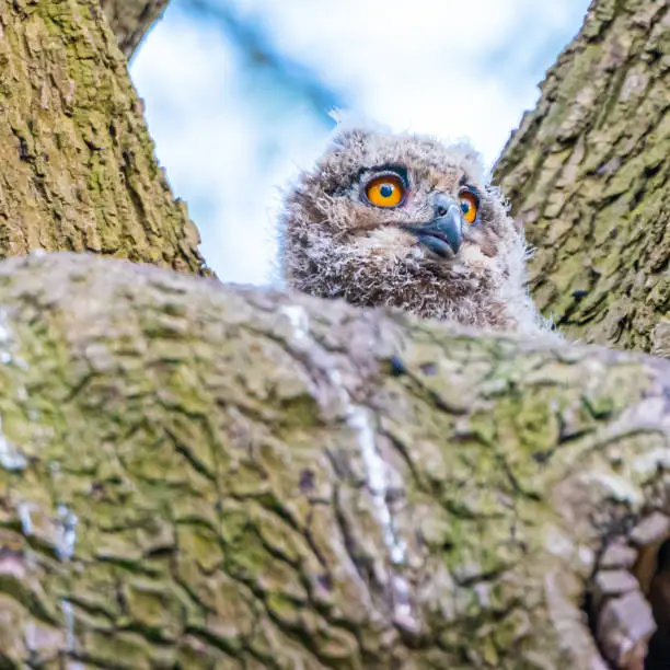 Young owls making eye contact