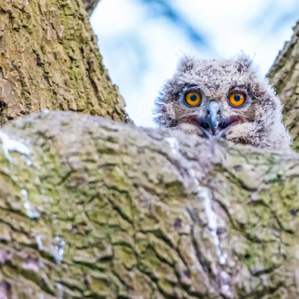 Young owls making eye contact