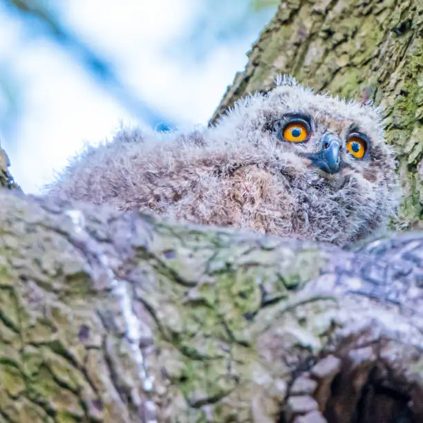 Young owls making eye contact