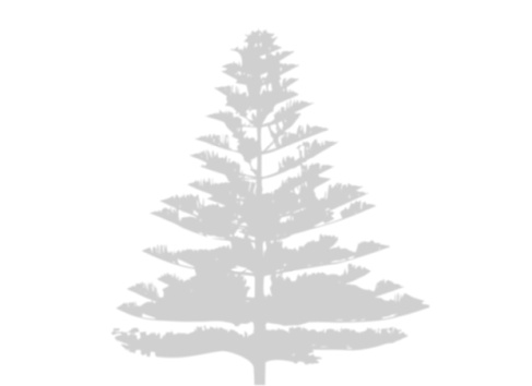 Blurred shadow of Coniferous tree. Natural grey silhouette. (Araucaria heterophylla, Polynesian pine, Norfolk Island pine).
