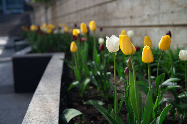 istock Colorful Tulips on a sunny day in Spring 1317301790
