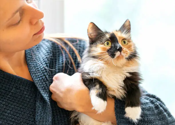 Photo of Young woman holding charming long-haired three-color orange-black-and-white cat in her hands. Focus on cat muzzle.