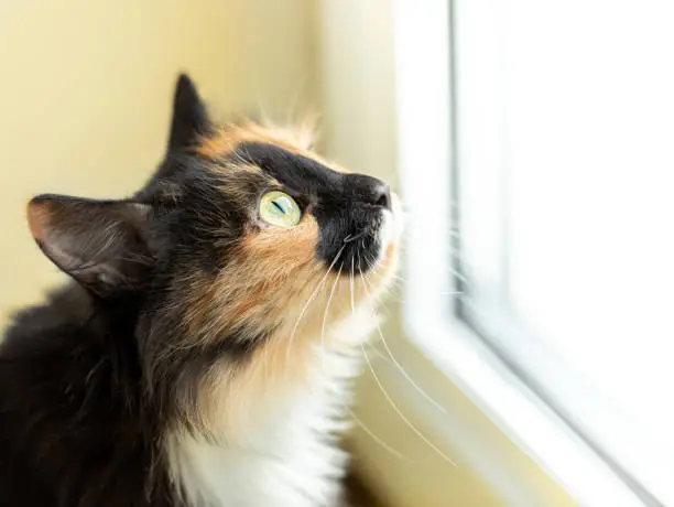 Photo of Long-haired three-color orange-black-and-white cat closely looking out the window.