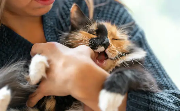 Photo of Young woman playing with charming three-color young cat in her hands. Kitten biting her hand while playing.
