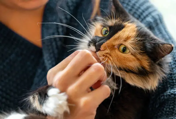 Photo of Charming three-color young cat playing with hand of her mistress. Selective focus on cat muzzle.