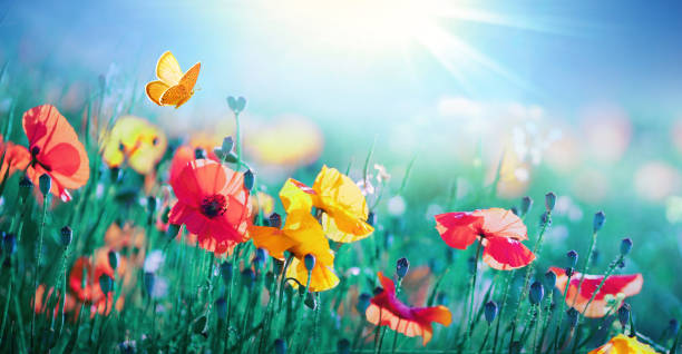 jasne kolorowe żółte i czerwone kwiaty maków i trzepotanie motyla przed błękitnym niebem i słońcem w przyrodzie. - flower red poppy sky zdjęcia i obrazy z banku zdjęć