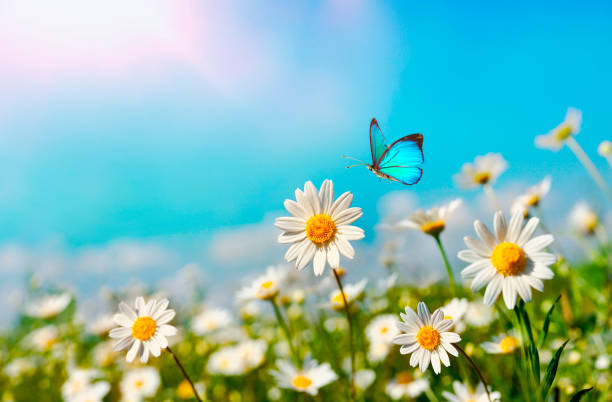 istock Chamomiles in summer or spring field on background blue sky with sunshine and a flying butterfly. 1317302924