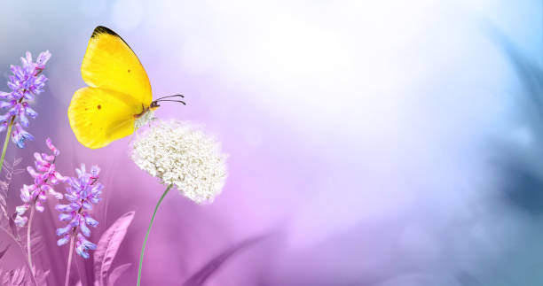 istock Yellow  butterfly on fluffy flower in spring or summer on  beautiful soft blurred background. 1317303361
