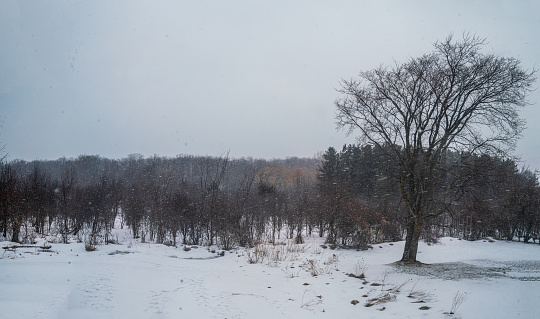 Winter Landscape - Snowing with Trees