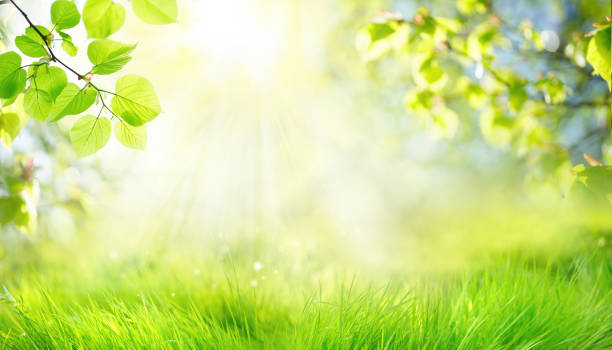 istock Spring summer background with frame of grass and leaves on nature. 1317303536