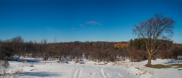 Winter Landscape - Field covered in Snow with Trees and Blue Sky
