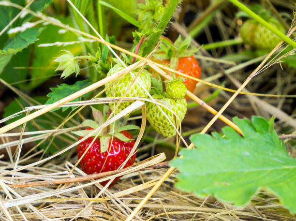 빨대 �침대에 성장 정원 딸기 - strawberry plant bush cultivated 뉴스 사진 이미지