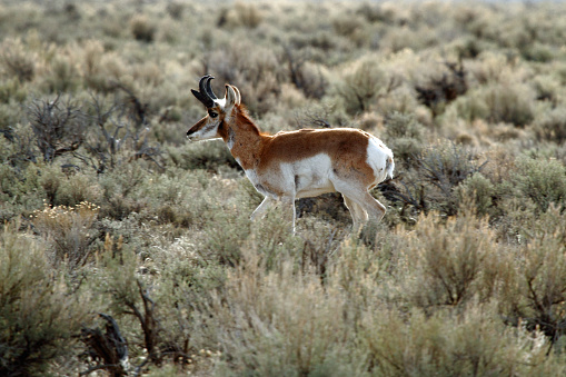 Pronghorn antelope running through sage brush in Idaho.