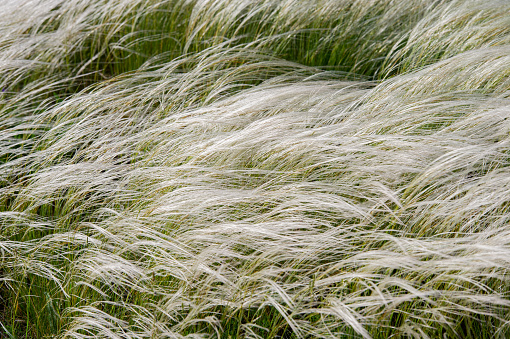 Softly focused image of prairie dropseed (grass family)