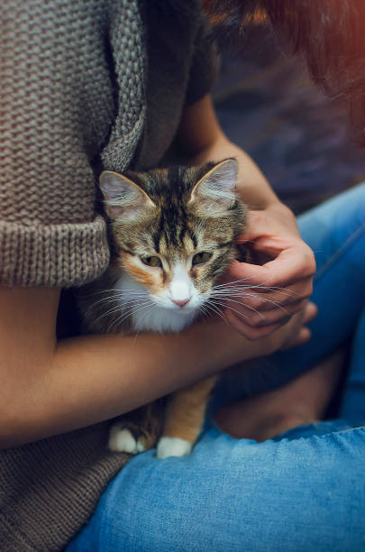istock striped domestic cat relaxing on human's lap 1317305556
