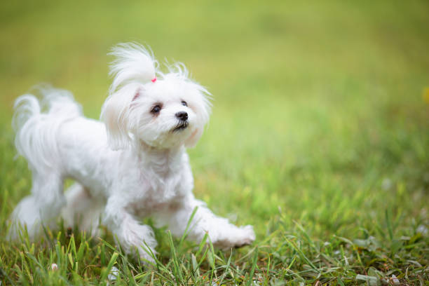 istock Little white maltese dog on green grass on a warm day 1317305885