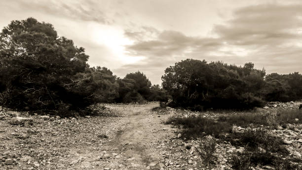 Countryside landscape with native bushes and conifers