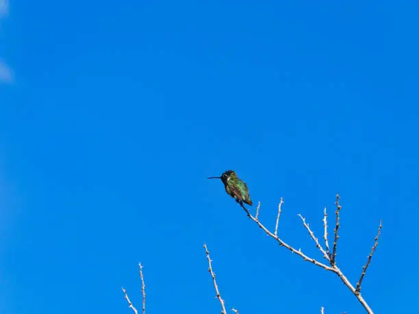 Photo of Greenback Hummingbird on a Branch