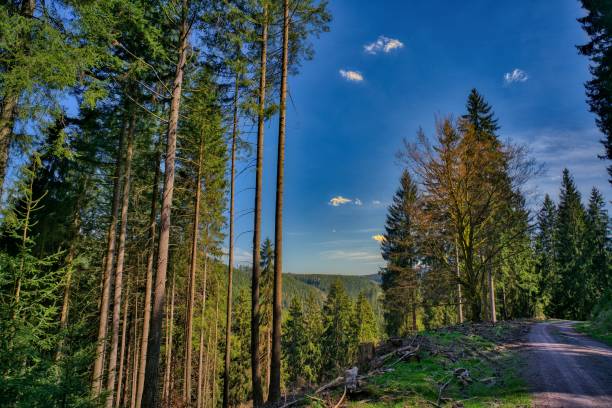impressions from the Rennsteig in the Thuringian Forest