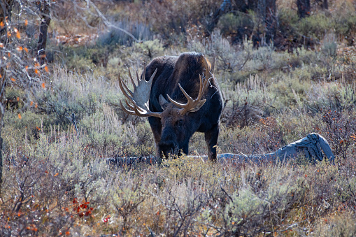 Large Bull moose quietly grazing while watching camera in a creek bottom in the Grand Teton National Park near Jackson Hole, Wyoming in western USA, This moose was hanging out with other moose on the east side of the park.