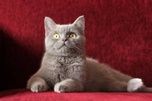 istock A cute beautiful cat is lying on a red sofa. Purebred cat 1317308036
