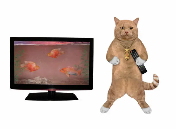 Photo of Cat reddish with remote near tv 2