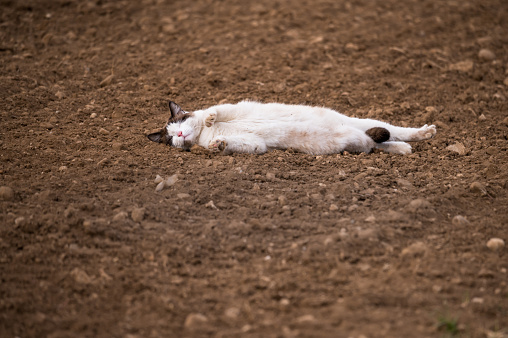 One cat sleeping in agriculture field. Natural environment.
