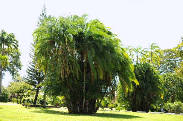 istock Big palm tree in Dominica, Caribbean. 1317310720