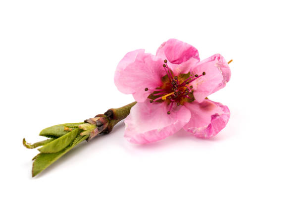istock Peach flowers, isolated on white background. 1317311008