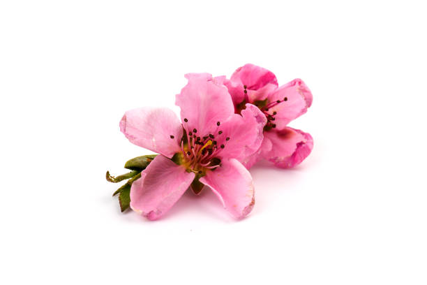 istock Peach flowers, isolated on white background. 1317311025