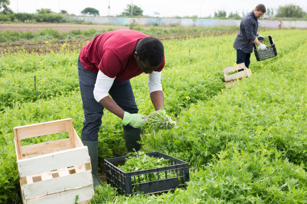 istock African American worker harvesting mizuna 1317312024