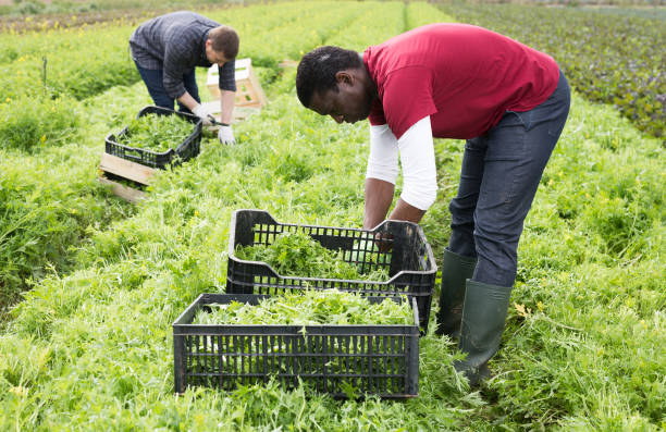 istock African American workman harvesting mizuna 1317312029