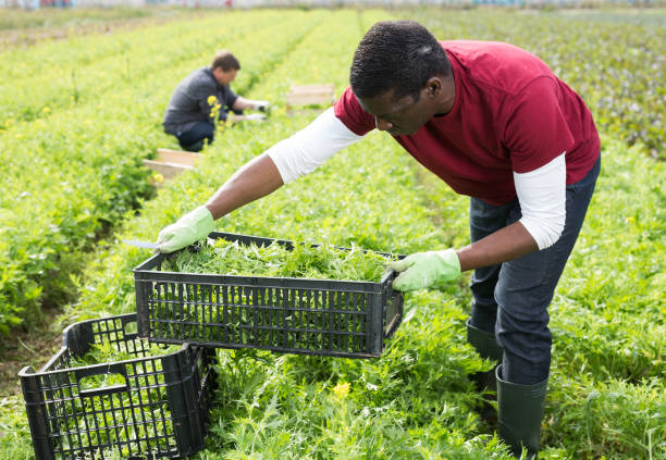 istock African American workman harvesting mizuna 1317312030