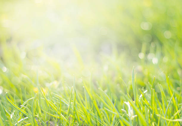 istock Natural background. Green young grass in the sun 1317312508