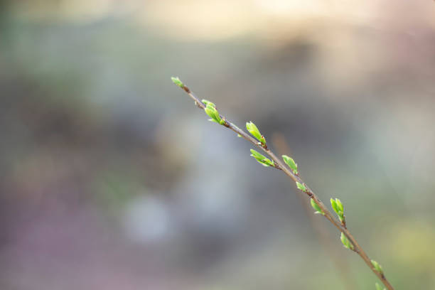 istock branch with buds and young leaves outdoors close-up on blurred background 1317312526