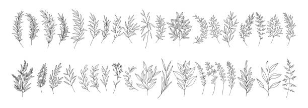 나뭇잎 세트, 라인 아트 핸드 그린 나뭇 가지. - twig stock illustrations