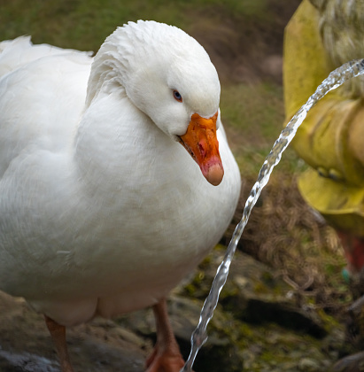 Farm goose drinking from a fountain on the grounds of the Wurmsbach Monastery, st. gallen, Siwtzerland