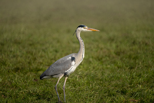 Grey Heron standing motionlessly while hunting for voles on a meadow near the shores of the upper Zurich Lake (Obersee), St, Gallen, Switzerland