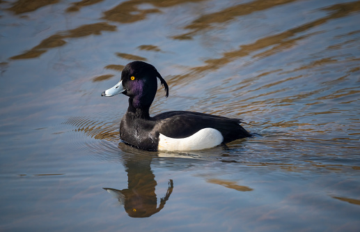 Closeup of a tufted duck on the nature reserve along the linth canal that flows into the Upper Zurich Lake (Obersee), St. Gallen, Switzerland