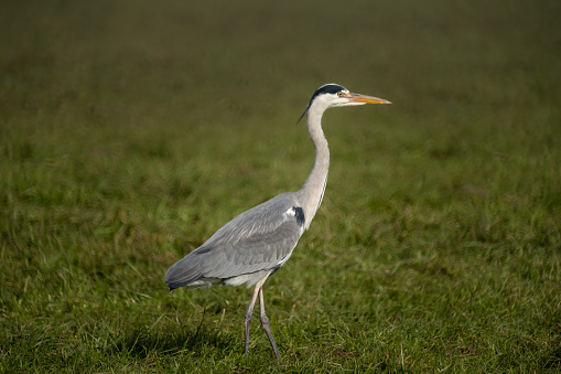 Grey Heron standing motionlessly while hunting for voles on a meadow among sheep near the shores of the upper Zurich Lake (Obersee), St, Gallen, Switzerland