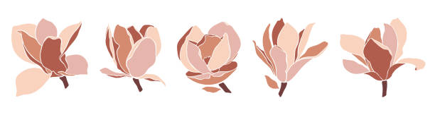 ilustrações de stock, clip art, desenhos animados e ícones de set of magnolia blooming flowers on white background. - magnolia blossom