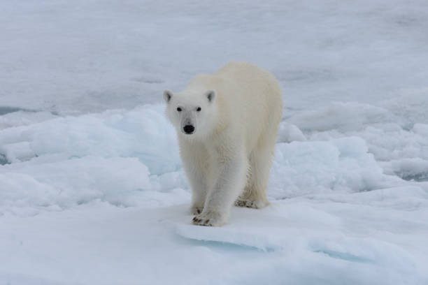 istock Wild polar bear on pack ice in Arctic sea 1317314020