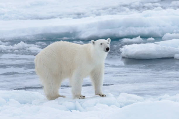 istock Wild polar bear on pack ice in Arctic sea close up 1317314097