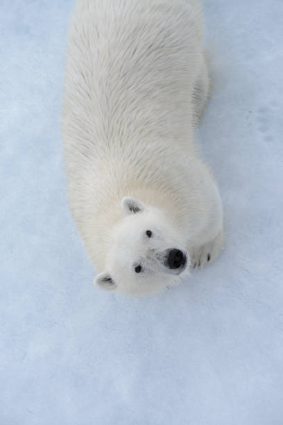 Wild polar bear on pack ice in Arctic sea view from top, aerial view stock photo
