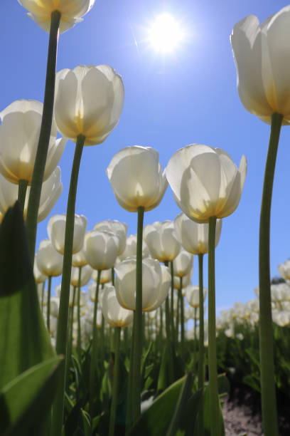 istock White tulips in bloom on blue sky with sun background. 1317314249