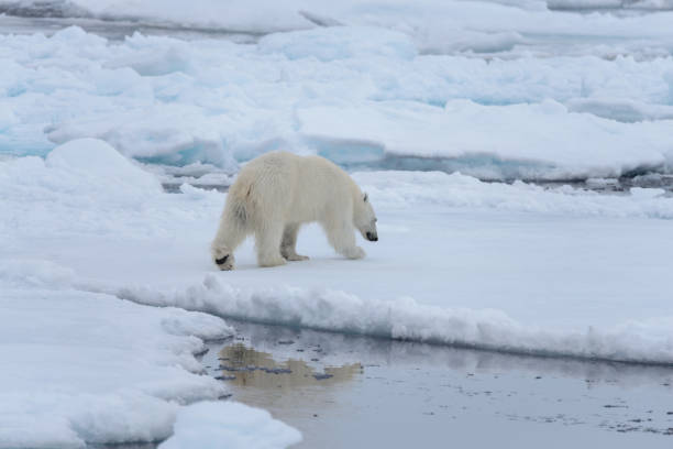 istock Wild polar bear on pack ice in Arctic sea 1317314277