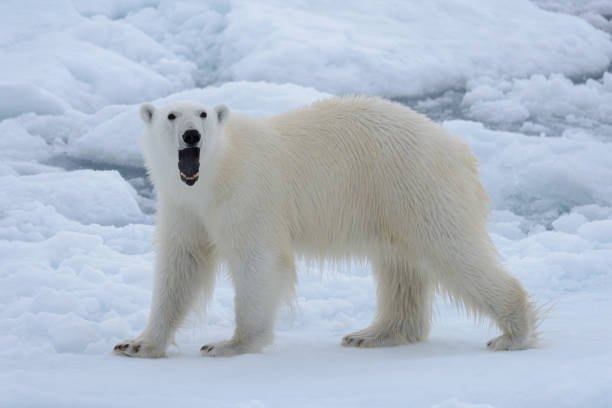 oso polar salvaje en el hielo de la manada en el mar ártico de cerca - polar bear arctic global warming ice fotografías e imágenes de stock