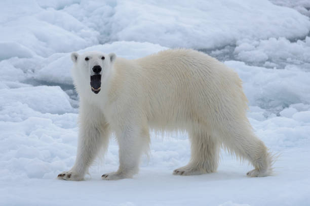 Wild polar bear on pack ice in Arctic sea close up stock photo